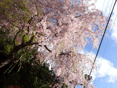 ◆宿泊した檜枝岐の民宿近くのしだれ桜◆