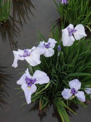 ◆花名「小笹川」◆