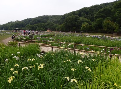 ◆八国山緑地＆北山公園１◆