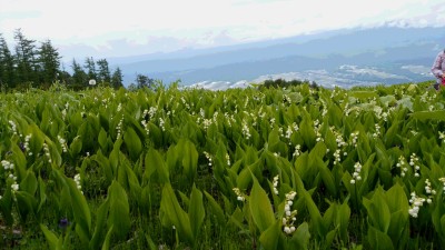 ◆茅野の街と八ヶ岳をバックに、ドイツスズラン◆