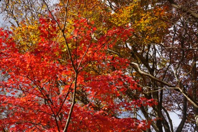 ���Ƃ���ǂ���ڂ��y���܂��Ă���闧�؂̍g�t��